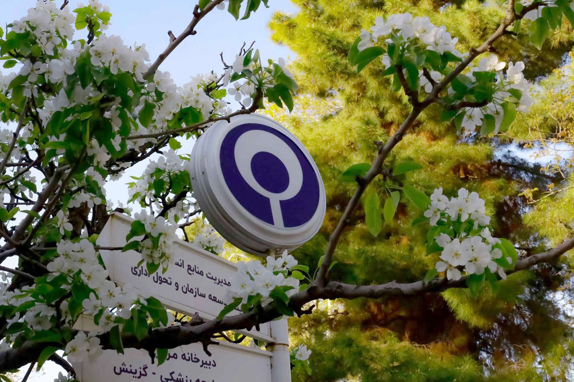 طبیعت زیبا و بهاری دانشگاه
