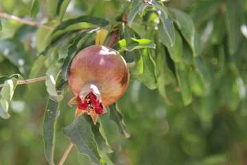 بازدید ریاست دانشگاه از خوابگاه های دانشجویی و کلاس های درس